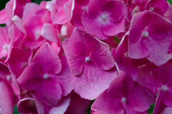 Fundo Floral Decorativo Hortênsia Rosa — Fotografia de Stock