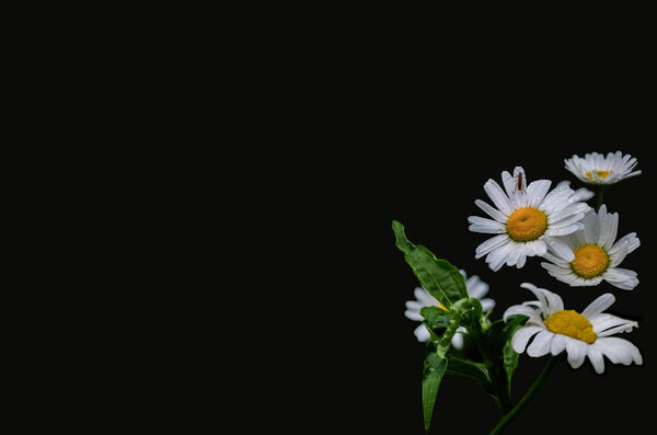 White daisies flowers against black background