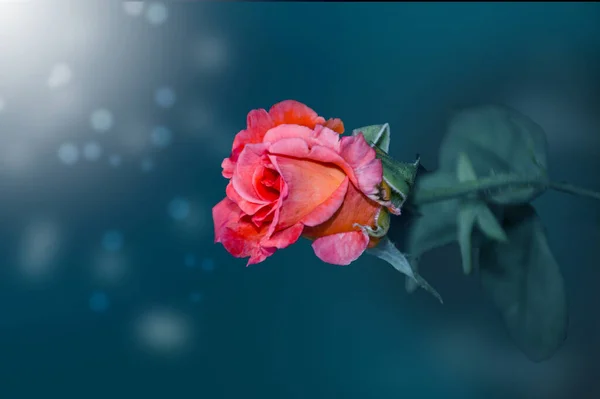 Piękna Róża Odizolowana Ciemnym Tle — Zdjęcie stockowe