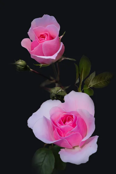 Primer Plano Hermosas Rosas Rosadas Jardín Soleado Día Verano —  Fotos de Stock