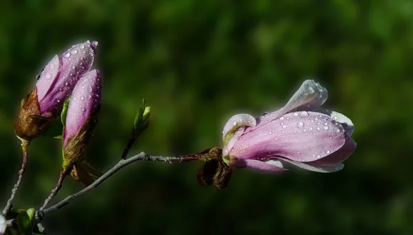 雨后玉兰花分枝 — 图库照片