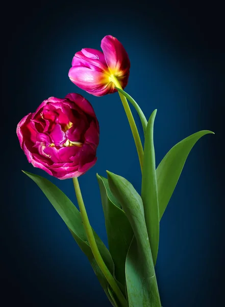 Kolorowe Świeże Wiosenne Kwiaty Tulipany — Zdjęcie stockowe