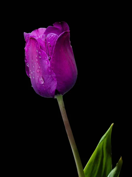 Isolated Purple Tulip Black Background — Stock Photo, Image