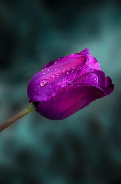 紫色的郁金香在水滴中绽放 设计用春花 — 图库照片