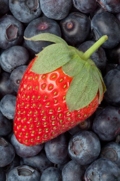 Erdbeere inmitten von Blaubeeren — Stockfoto