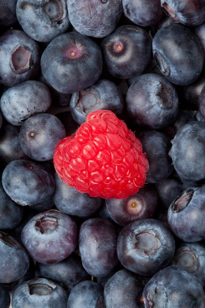 Raspberry in the middle of blueberries — Stock Photo, Image