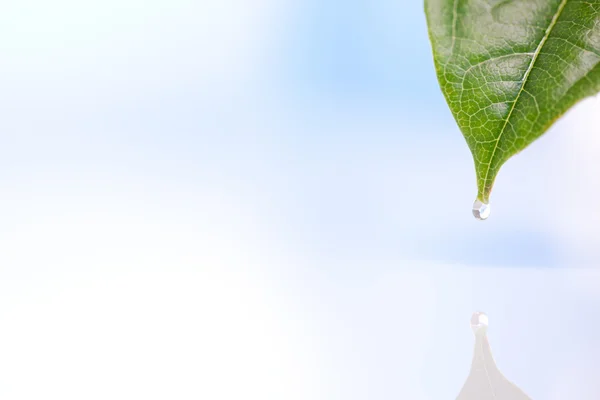 Foglia sul cielo con acqua — Foto Stock