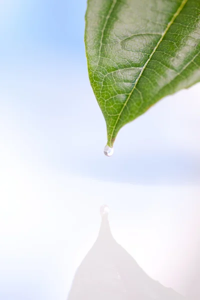 Drop falling from a leaf — Stock Photo, Image
