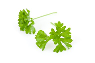 Two chervil sprigs clipart