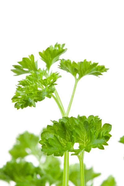 Primer plano de ramitas de perifollo borrosas — Foto de Stock