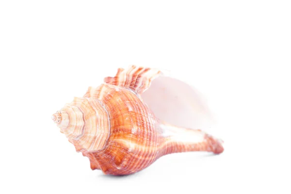 One beige shellfish — Stock Photo, Image