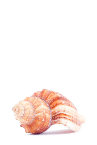 One side of a shellfish — Stock Photo, Image