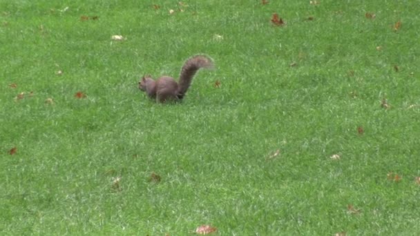 Esquilo em um parque — Vídeo de Stock