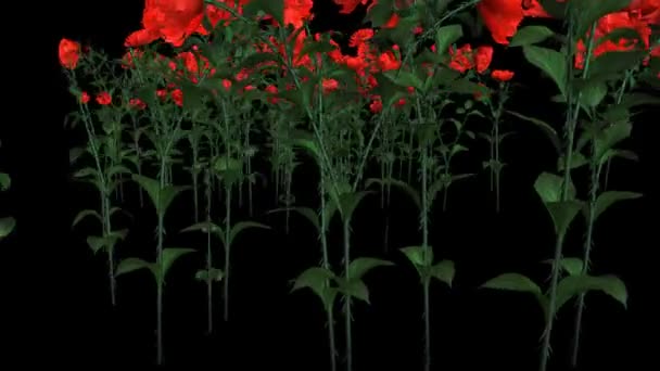 Κόκκινα τριαντάφυλλα στην άνθιση — Αρχείο Βίντεο