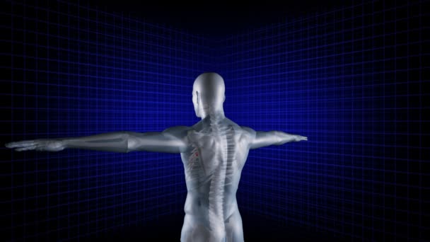 Digital man rotates with his arms outstretched — Stock Video