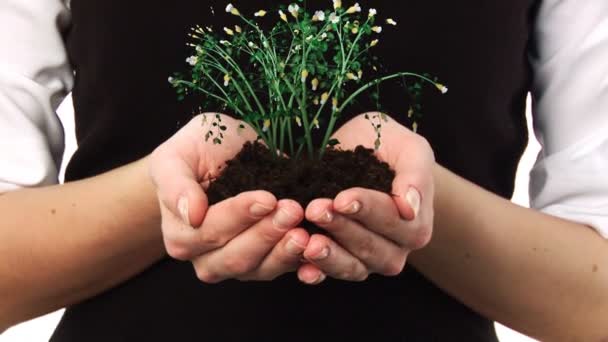 Mujer sosteniendo una planta en su mano — Vídeos de Stock