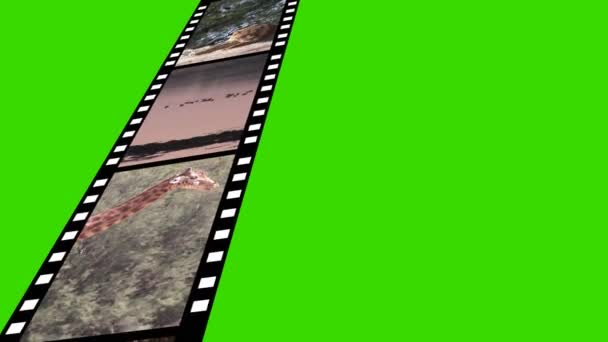 Collage of Wildlife motion Filmati — Video Stock