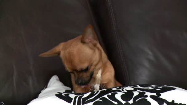 Entzückender Chihuahua spielt mit einem Knochen auf dem Sofa — Stockvideo