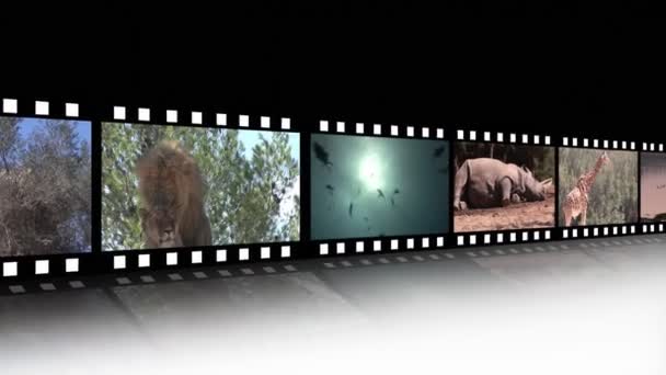 Collage di filmati della fauna africana — Video Stock