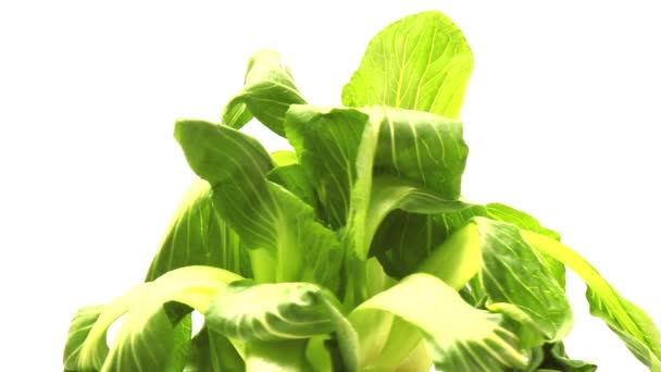 Pack Choi — Stock Footage Pack Choi Stock Footage