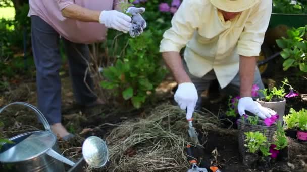 Pensionerad kvinna ger blomman till maken — Stockvideo