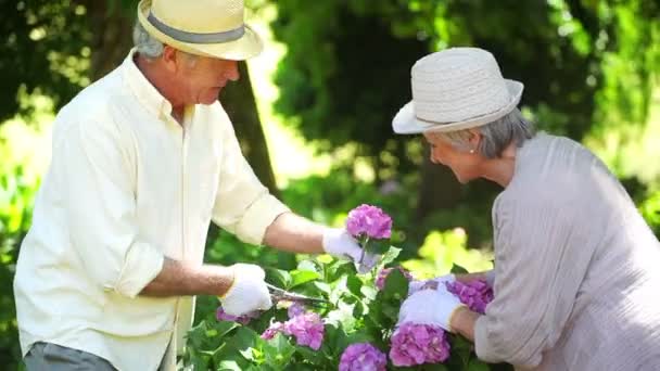 Gepensioneerde man snijden een bloemen voor zijn vrouw — Stockvideo