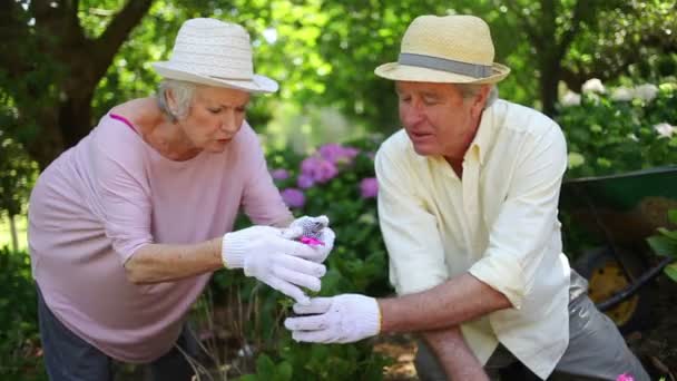 Mature couple gardening together — Stock Video