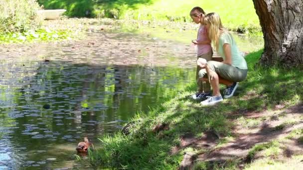 Mãe e seu filho nutrir patos — Vídeo de Stock