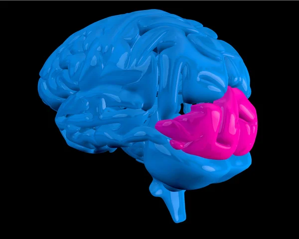 Blaues Gehirn mit hervorgehobenem Hinterhauptslappen — Stockfoto