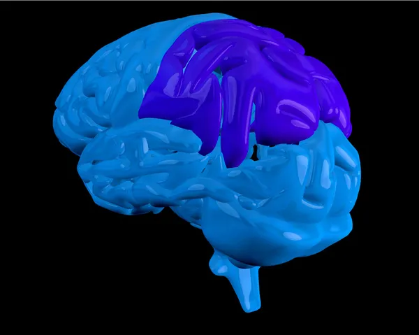 강조 표시 된 두 정 엽과 푸른 뇌 — 스톡 사진