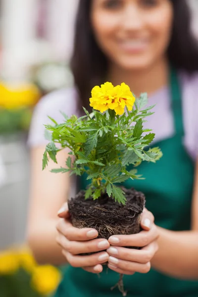 Woman holding a plant at the camera — Stock Photo, Image