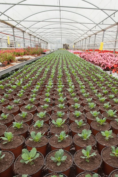 Magról nevelt növények üvegház — Stock Fotó