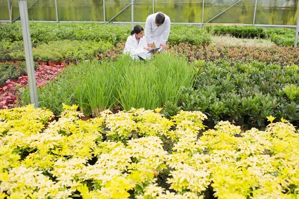 Deux en blouse de laboratoire vérifiant les plantes — Photo