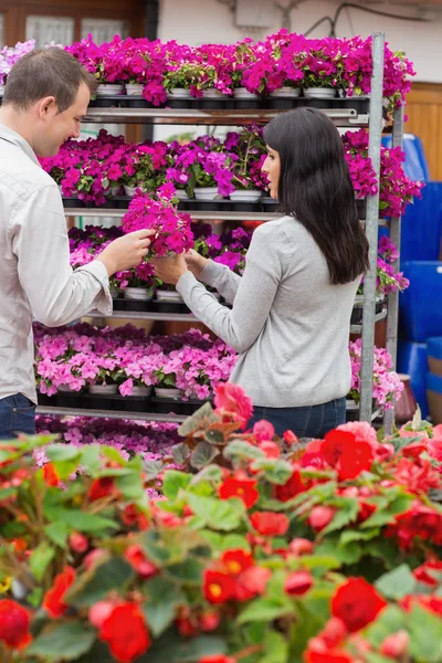 Couple picking flower from shelf — Stock Photo, Image