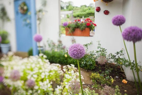 Tuin met veel bloemen — Stockfoto