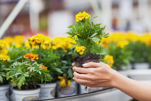 Flores que se ponen en macetas — Foto de Stock