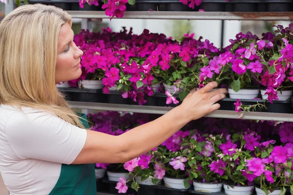 Employee taking flowers from the shelf — Stock Photo, Image