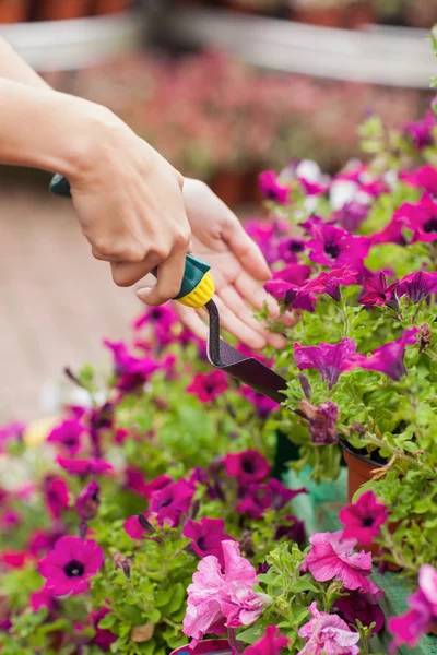 Jardinero pala flores —  Fotos de Stock