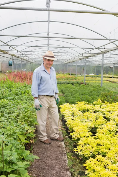 Smiling man standing in greenhouse — Stock Photo, Image