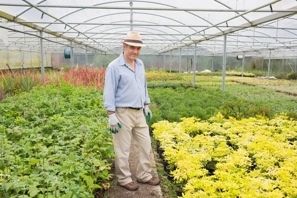 Man standing in greenhouse — Stock Photo, Image