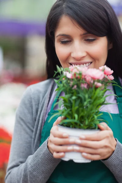 Floristería sosteniendo la flor mientras la huele —  Fotos de Stock