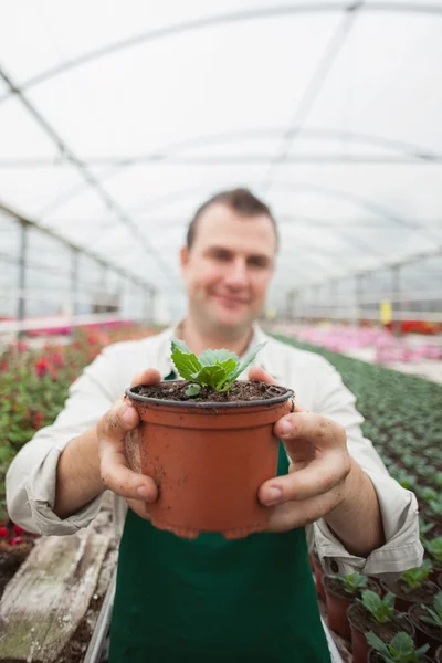 Employee holding up potted plant — Stock Photo, Image
