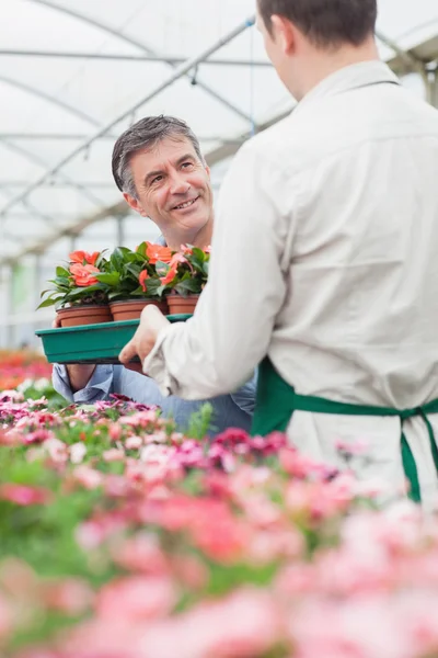 Człowiek posiadający pola roślin patrząc na pracownika — Zdjęcie stockowe