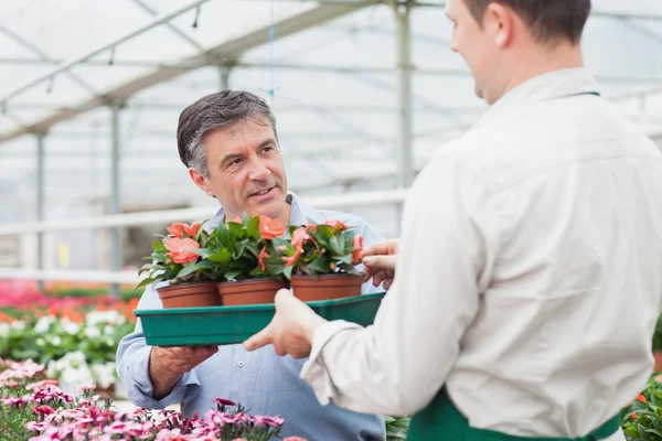 Trabalhador dando ao homem bandeja de plantas — Fotografia de Stock