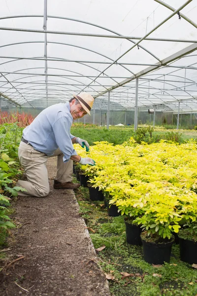 Jardineiro sorrindo enquanto cuida das plantas — Fotografia de Stock