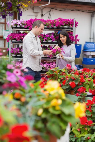 Couple looking at flower pot of purple flowers — Stock Photo, Image