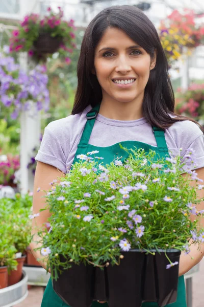 ボックスで植物を運ぶ庭師 — ストック写真