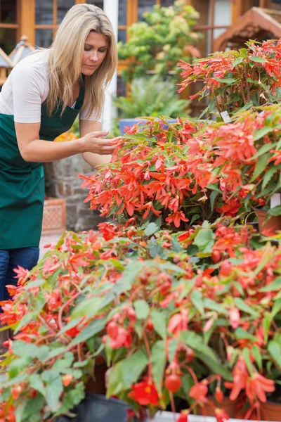 園芸用品センター ワーカー植物をチェック — ストック写真