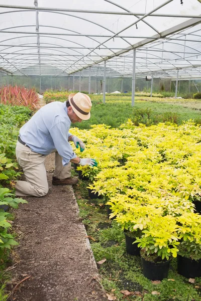 Gardener tending to plants — Stock Photo, Image