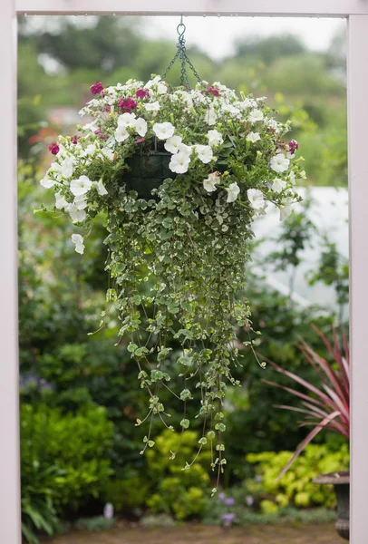 Висячі квітковий горщик — стокове фото
